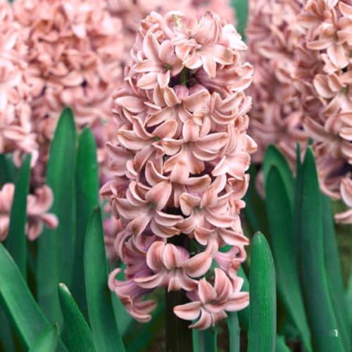 Raras Bulbos Hermosas Flores Perennes Jacintos Bulbos Bulbos De Flores Exterior OtoñO Bulbos OtoñO Interior Flores Bulbos -5bulbos-B