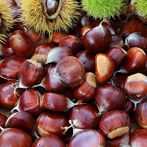 Vivai le Georgiche - Pianta vera di Castagno Marrone di Marradi Castanea sativa Mill. Castanea sativa 'Marrone di Marradi' - vaso Ø 12 cm - altezza alla vendita 60-80 cm