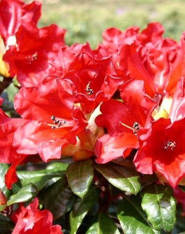Zwerg Rhododendron repens Scarlet Wonder 20-25 cm hoch im 2 Liter Pflanzcontainer