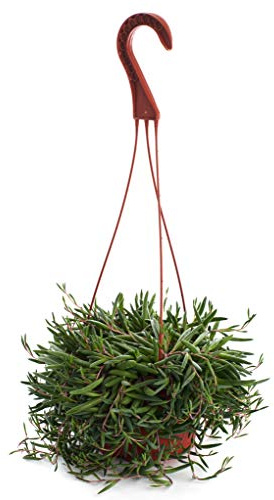 Shop Succulents | String of Succulents Collection | Ruby Necklace (Othonna Capensis) Live Outdoor/Indoor Hanging Succulent Plant | Fully Rooted in Soil