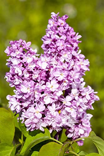 Syringa vulgaris 'Andenken an Ludwig Späth' 40–60 cm – Winterhart, Mehrjährig, Pflegeleicht – Flieder – Heckenpflanze für Garten & Sichtschutz