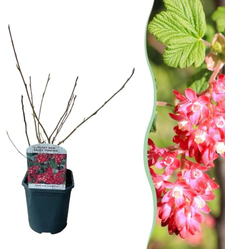 GreenboutiQ - Arbustes - Ribes sanguineum Kind Edward - Fleur Rouge - 1 Plante - Caduc - Peu d'Entretien - Pot 17cm Hauteur 45cm