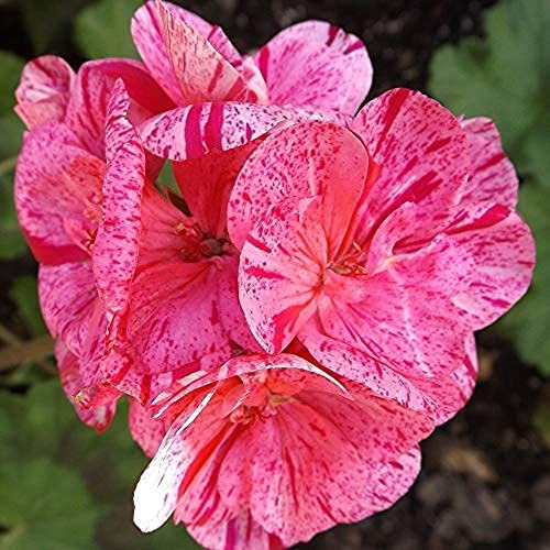 Geranium Plants, 'Raspberry Ripple', 20 x Full Plant Pack, Bedding Plants, Geraniums, Garden Ready and Ready to Plant, Premium Quality Bedding Plants