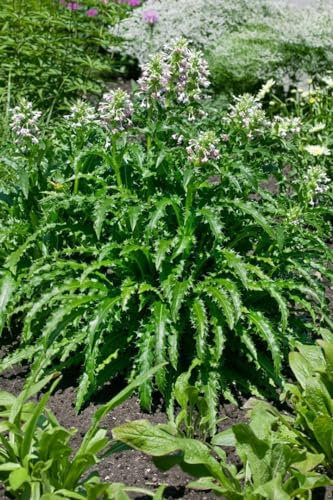 Morina longifolia 11x11 cm Topf – Winterhart, Mehrjährig, Pflegeleicht – Himalaya-Morina – Staude für Steingarten & Beet