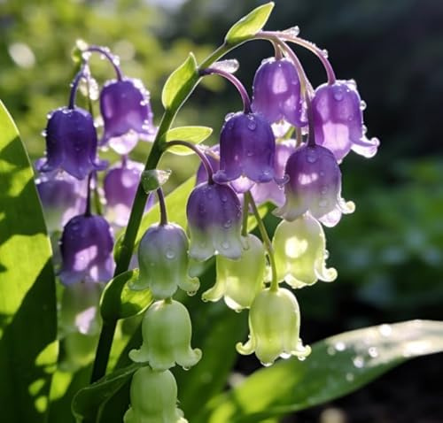 Rizomas de lirio de los valles perennes, fáciles de cultivar para principiantes, fragantes, ideales para jardines de interior y exterior, así como para decoración de bodas-25 root-F