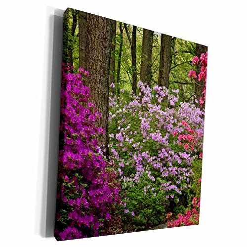3dRose cw_94181_1 USA, Pennsylvania, Devon. Azalea Flower bushes-US39 BJA0088-Jaynes Gallery-Museum Grave Canvas, 16 by 20-inch, Multicolor