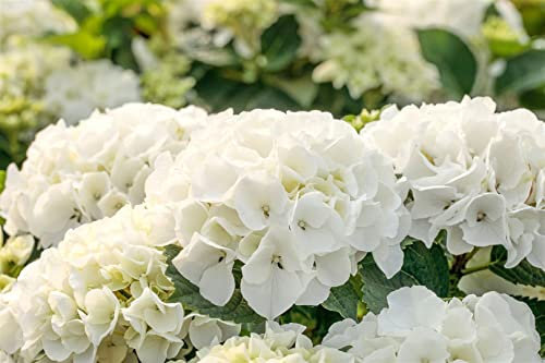 Hydrangea macrophylla 'Bianco' 40–60 cm – Winterhart, Mehrjährig, Pflegeleicht – Bauernhortensie – Blütenstrauch für Beet & Kübel