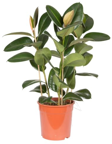 Gummibaum 'Robusta', Topf-Ø 27 cm, Höhe ca. 80 cm