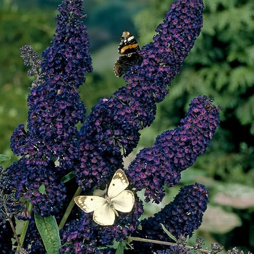 Black Knight Butterfly Bush Live Plant, Dark Purple Flowers, Buddleia davidii, 2 Plants - Cold-Hardy in USDA Zones 5 Through 9