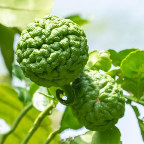 limette limettenbaum, gartendeko für draußen gartenpflanzen winterhart mehrjährig, winterharte balkon säulenobstbäume 15samen