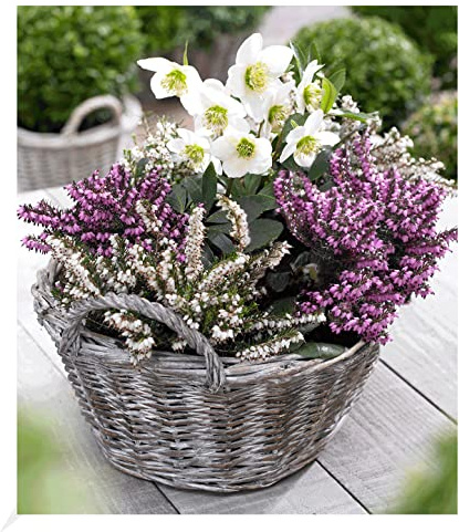 BALDUR Garten Sortiment Winterzeit, 4 Pflanzen Erica carnea & Helleborus Niger, winterharte Staude, mehrjährig, pflegeleicht, Lange Blütezeit, Christrose und Erika-Pflanzen