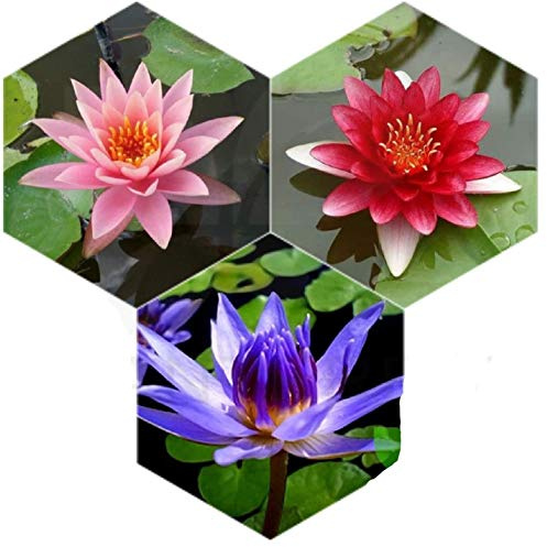 PLANTEREST - Water Lily Tuber 3 Pre-Grown Hardy Lily Rhizome Live Aquarium Plant