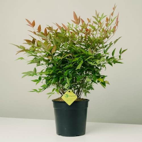 Plantì NANDINA DOMESTICA. Arbusto, Pianta Sempreverde da Esterno con Vaso da 19cm-Piante vere da Esterno, Giardino e Terrazzo. 6 mesi di Concimazione. Idea Regalo Pianta da Esterno (Nandina Domestica)
