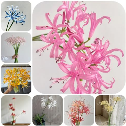 giglio ragno, giglio di sangue - decorazione autunnali lycoris radiata decorazione soggiorno selvatici balcone balcone, 8bulbi