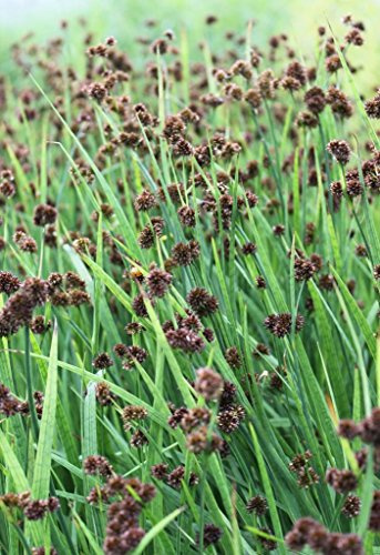 WASSERPFLANZEN WOLFF - Juncus ensifolius - Zwergbinse - schwertblättrige Binse - QUALITÄTSSTAUDE im 9x9 cm Topf durchwurzelt - heimisch - winterhart