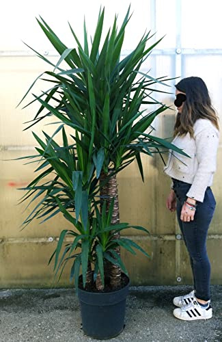 POWERS TO FLOWERS - YUCCA A 4 TRONCHI XXXL, ESEMPLARE, Tronchetto della felicità, pianta vera