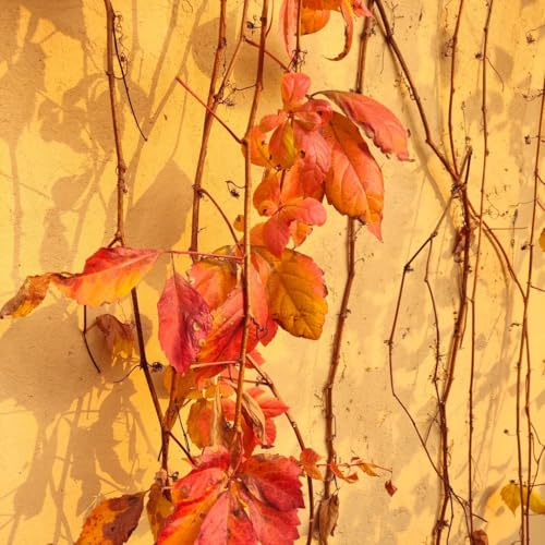 Parthenocissus quinquefolia - esotiche resistenti decorazioni 400semi