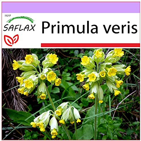 SAFLAX - Heilpflanzen - Schlüsselblume - 100 Samen - Primula veris