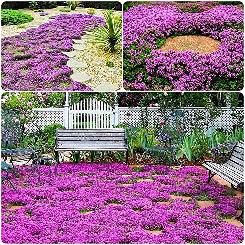 Dichmag 15000+ Purple Carpet Creeping Thyme Ground Cover Seeds for Planting - Red Magic Perennial Flower Landscaping Seeds for Garden
