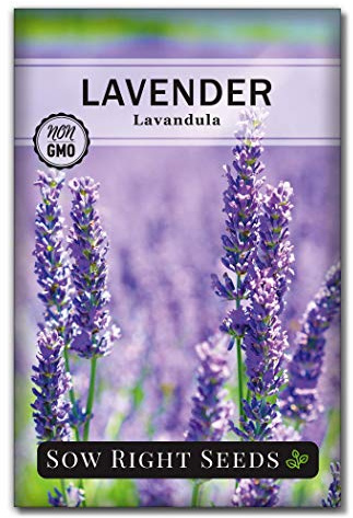 Sow Right Seeds - English Lavender Seeds for Planting - Non-GMO Heirloom Packet with Instructions to Grow Beautiful Indoor or Outdoor Herb Garden - Attract Pollinators - Perennial Purple Blooms (1)