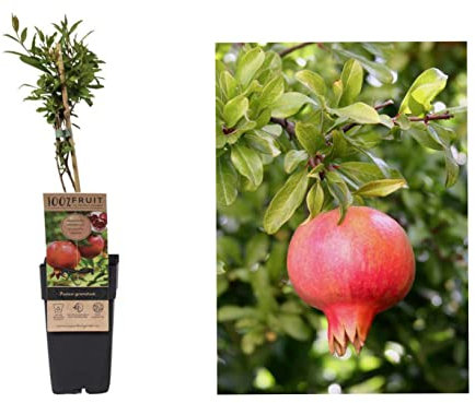 Punica Granatum Pomegranate Tree - Grow Tasty Fruit - in 15cm Pot - 45cm Tall