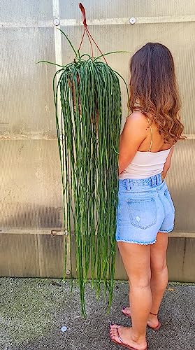 POWERS TO FLOWERS - RHIPSALIS PARADOXA, BASKET 27cm diametro, pianta vera