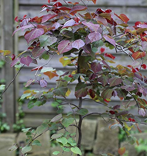 Hochstamm Kanadischer Judasbaum Ruby Falls 100-125cm - Cercis canadensis - lebende Gartenpflanze aus den Baumschulen