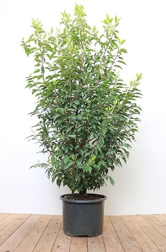 Prunus lusitanica 'Angustifolia' 125–150 cm – Winterhart, Immergrün, Pflegeleicht – Portugiesischer Kirschlorbeer – Heckenpflanze für Garten & Sichtschutz