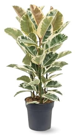 Attitude Jardin - Ficus Elastica - 70-80 cm - ⌀ 24 cm - pianta d'appartamento