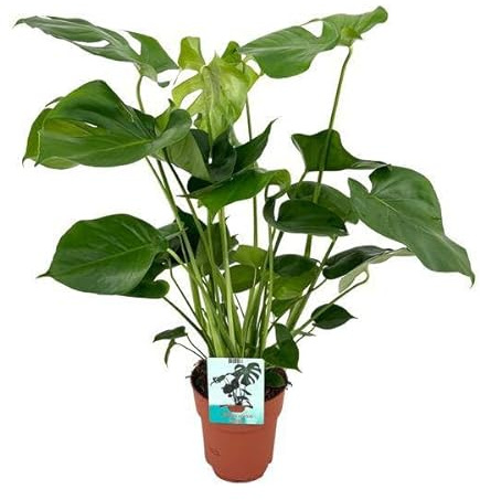 Monstera Deliciosa – Köstliches Fensterblatt – Zimmerpflanze – Ø19cm x 60cm – Tropische Zimmerpflanze mit fenestrierten Blättern – Luftreinigend & pflegeleicht