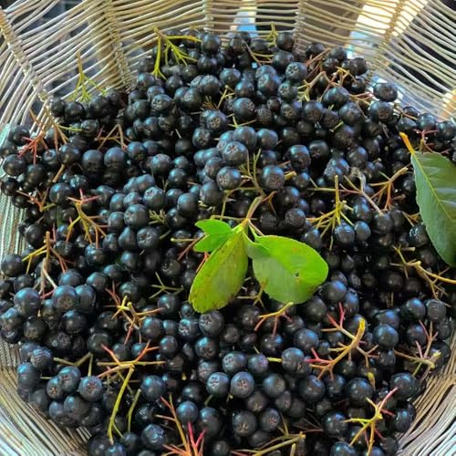 semillas de aronia - medicinales para la decoración de la oficina jardín bonsái enanos decoración balcones silvestres 60pcs