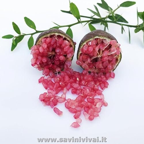 SAVINI VIVAI SAVINI VIVAI Planta de limón, caviar rojo, árbol de cítricos, tilo, plántula de limón en maceta, 24 cm altura 80-100 cm 3 años de injerto, fabricado en Italia