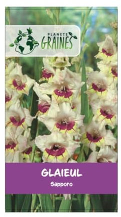 10 bulbes Le Glaïeul Glaïeul Sapporo - coloris lilas/ivoire - grande fleur 100-150 cm