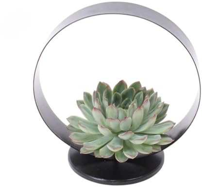 My Green Help – Echeveria pulidonis ROOTLESS – Suculenta sin raíces – 1 roseta Ø 12-14 cm + soporte mesa metal negro Ø20 cm
