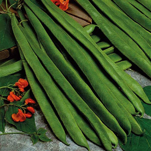 Bolly Bulbs® - 25 x Runner Bean Seeds (Scarlet Emperor)