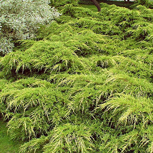 Juniperus Pfitzeriana Aurea Bushy Spreading Evergreen Garden Conifer Plant (9cm Pot, 15-25cm)