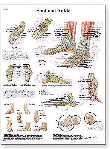 3B scientifica e anatomia del piede delle articolazioni e patologico