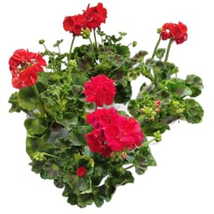 Set 4 Geranios Rojos - DECOALIVE - Geranios Flores Rojas - Pack 4 Unidades