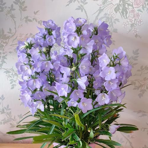semi di campanula - resistenti copertura del terreno vecchie varietà 70pcs