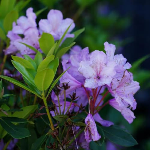semi di azalea azalea rododendro -, resistenti esotici balcone 200pcs