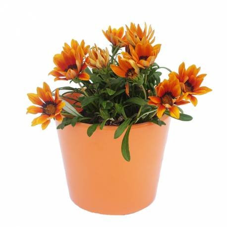 Gazania Hybrida Planta Natural Pequeña Con Flor En Maceta - Planta Decorativa y Ornamental