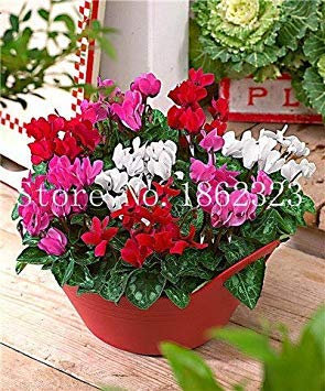 100 pièces Ciclamino Fiori, Piante in Vaso per Interni, da Fiore Perenne Pianta Piante Fiore Cyclamen a Balcone Giardino : 11