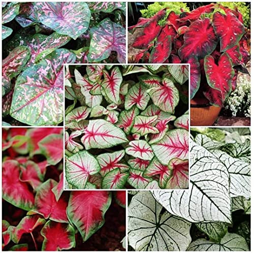 Rizoma Hosta Funkia-Hosta pianta Piante bulbi Piante erbacee perenni Pianta da esterno