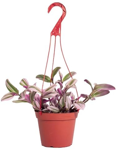 Tradescantia Nanouk Viva Planta Natural con Hojas Rosadas y Verdes Ideal para el Interior