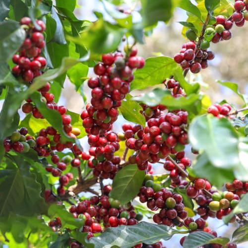 kaffeesamen kaufen - exotische zimmerpflanzen kaffeepflanze outdoor winterharte stauden für pralle sonne bodendecker 150pcs
