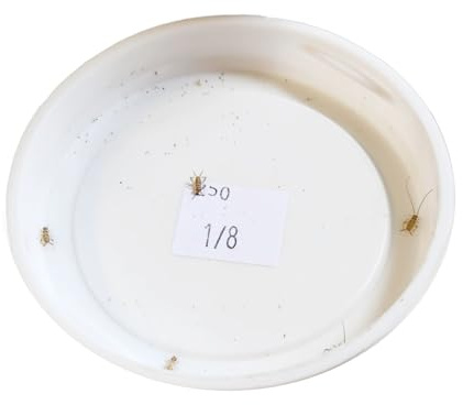 Josh's Frogs 1/8 Banded Crickets (500 Count)