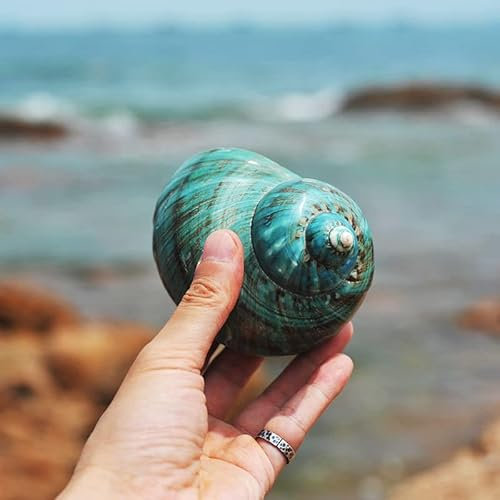 SKOOLOVE Große Muschelschale, natürliche Muscheln, große dekorative Muschel für nautische Dekoration, Aquarium-Dekorationen, Muschel-Donch, groß (E-1 Stück)