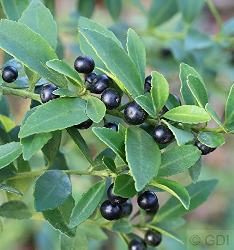Ilex crenata 'Glori Gem' 15-20 cm – Immergrün & Winterhart & Pflegeleicht – Japanische Stechpalme – Heckenpflanze für Garten & Sichtschutz