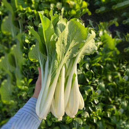 Semi di pak choi, cavolo cinese senape - giardino roccioso resistenti in vaso orticole balcone rara decorazione arredamento del soggiorno con interna 800pcs