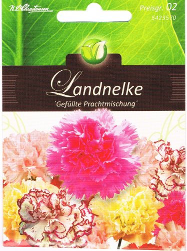 Landnelken Gefüllte Prachtmischung Dianthus caryophyllus zweijährig